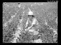 [Untitled photo, possibly related to: Daughter of Rural Rehabilitation Administration farmer picking butterbeans for her neighbor in field of an occupant of Wolf Creek Farms homestead. Near Cairo, Georgia]. Sourced from the Library of Congress.