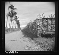 [Untitled photo, possibly related to: Sugar cane being loaded onto a train for transportation to the refinery. Near Ponce, Puerto Rico]. Sourced from the Library of Congress.