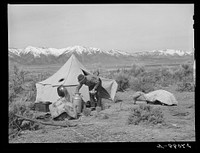 Sheepherder at camp. Dangberg Ranch, Douglas County, Nevada. Sourced from the Library of Congress.