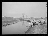 Sheep watering at irrigation ditch. Danberg Ranch, Douglas County, Nevada. Sourced from the Library of Congress.