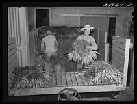 Weslaco, Texas. Carrots. Packing shed. Sourced from the Library of Congress.