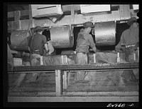 [Untitled photo, possibly related to: Robstown, Texas. Packing plant. Icing radishes]. Sourced from the Library of Congress.