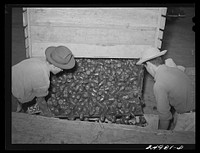 Weslaco, Texas. Unloading peppers in the packing shed. Sourced from the Library of Congress.
