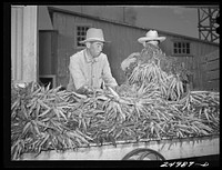 Weslaco, Texas. Packing carrotsin the packing shed. Sourced from the Library of Congress.