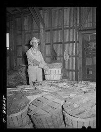 Robstown, Texas. Packing plant. Radishes. Sourced from the Library of Congress.