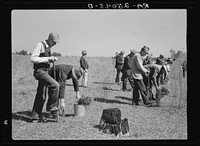 Planting trees in an abandoned field. Withlacoochee Land Use Project, Florida. Sourced from the Library of Congress.