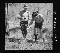 Two men are used for each planting operation. One makes a hole in the ground with a dibble, the other drops a small pine in it from the bucket full which he carries. Withlacoochee Land Use Project, Florida. Sourced from the Library of Congress.
