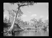 Scene along the Withlacoochee River, which is being developed as a recreational area. Withlacoochee Land Use Project, Florida. Sourced from the Library of Congress.