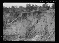 [Untitled photo, possibly related to: Erosion. Cotton was grown on this field twenty-five years ago. Chilton County, Alabama]. Sourced from the Library of Congress.