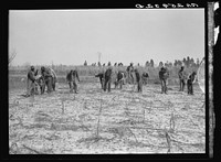 [Untitled photo, possibly related to: Work on reforestation project. Tuskegee Project, Macon County, Alabama]. Sourced from the Library of Congress.
