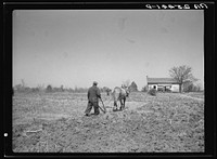 [Untitled photo, possibly related to: Sharecropper plowing. Montgomery County, Alabama]. Sourced from the Library of Congress.