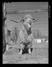 College Station, Texas. Texas Agricultural and Mechanical College. Male goat. Sourced from the Library of Congress.