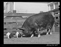 College Station, Texas. Texas Agricultural and Mechanical College. Sow and litter. Sourced from the Library of Congress.