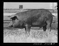 [Untitled photo, possibly related to: College Station, Texas. Texas Agricultural and Mechanical College. Pigs]. Sourced from the Library of Congress.