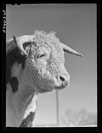 College Station, Texas. Texas Agricultural and Mechanical College. Bull. Sourced from the Library of Congress.