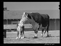 [Untitled photo, possibly related to: College Station, Texas. Texas Agricultural and Mechanical college. Cow and calf]. Sourced from the Library of Congress.