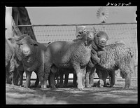 [Untitled photo, possibly related to: College Station, Texas. Texas Agricultural and Mechanical college. Sheep]. Sourced from the Library of Congress.