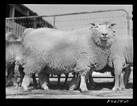 College Station, Texas. Texas Agricultural and Mechanical College. Sheep. Sourced from the Library of Congress.