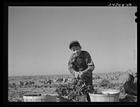 Boy spinach picker. Large farm near Robstown, Texas. Sourced from the Library of Congress.