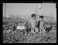 [Untitled photo, possibly related to: Boy spinach picker. Large farm near Robstown, Texas]. Sourced from the Library of Congress.