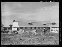 Driving cows into barn for milking. Wabash Farms, Indiana. Sourced from the Library of Congress.