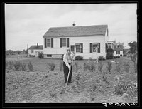 Morris Pingry in his garden. Decatur Homesteads, Indiana. Sourced from the Library of Congress.