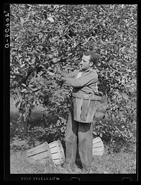 Picking apples. Some of these men are migratory workers. Others come from Philadelphia and Trenton. Camden County, New Jersey. Sourced from the Library of Congress.