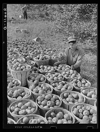 Fruit picker with truck load of apples. Camden County, New Jersey. Sourced from the Library of Congress.