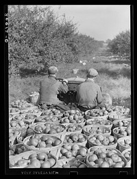 Truckload of apples in orchard. Camden County, New Jersey. Sourced from the Library of Congress.