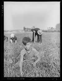 Boy picking cranberries. Burlington County, New Jersey. Sourced from the Library of Congress.