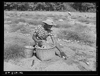 Potato picker. Monmouth County, New Jersey. Sourced from the Library of Congress.