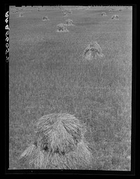 [Untitled photo, possibly related to: Wheat field. Maryland]. Sourced from the Library of Congress.