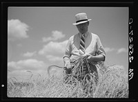 [Untitled photo, possibly related to: Wheat on the Eastern shore. Wicomico County, Maryland]. Sourced from the Library of Congress.