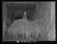 Hired man unloading hay. McNally Farm, Kirby, Vermont. Sourced from the Library of Congress.