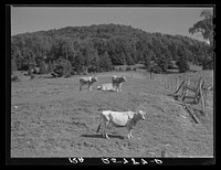A few of McNally's forty cows. Kirby, Vermont. Sourced from the Library of Congress.