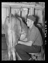 Hired hand milking. McNally farm, Kirby, Vermont. Sourced from the Library of Congress.