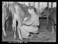 Mr. McNally milking. Kirby, Vermont. Sourced from the Library of Congress.