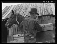 Packing a horse. Bozeman, Montana. Sourced from the Library of Congress.