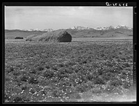Mountain meadows. Madison County, Montana. Sourced from the Library of Congress.