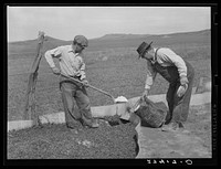 Placing poison in the cricket traps. Big Horn County, Montana. Sourced from the Library of Congress.
