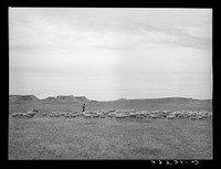 Sheepherder with flock. Rosebud County, Montana. Sourced from the Library of Congress.