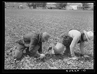 [Untitled photo, possibly related to: Chopping sugar beets. Treasure County, Montana]. Sourced from the Library of Congress.