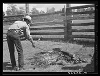 [Untitled photo, possibly related to: Branding. Three Circle roundup. Custer Forest, Montana]. Sourced from the Library of Congress.