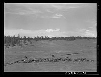 [Untitled photo, possibly related to: Driving cattle. Three Circle roundup. Custer Forest, Montana]. Sourced from the Library of Congress.