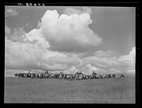 Driving cattle. Three Circle roundup. Custer Forest, Montana. Sourced from the Library of Congress.