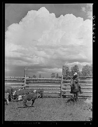 Roping a calf. Three Circle roundup. Custer Forest, Montana. Sourced from the Library of Congress.