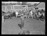 [Untitled photo, possibly related to: Roping a horse. Quarter Circle 'U' Ranch, Montana]. Sourced from the Library of Congress.