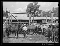 [Untitled photo, possibly related to: Horse breeding. Warren Brewster ranch. Montana]. Sourced from the Library of Congress.
