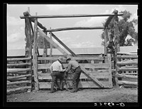 [Untitled photo, possibly related to: Vaccinating colt againstleg. Warren Brewster ranch, Montana]. Sourced from the Library of Congress.