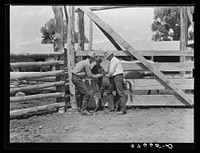 Vaccinating colt againstleg. Warren Brewster ranch, Montana. Sourced from the Library of Congress.